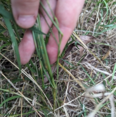 Vulpia sp. (A Squirreltail Fescue) at Belconnen, ACT - 30 Oct 2023 by rbannister