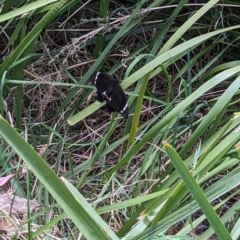 Papilio aegeus (Orchard Swallowtail, Large Citrus Butterfly) at Flea Bog Flat to Emu Creek Corridor - 30 Oct 2023 by rbannister