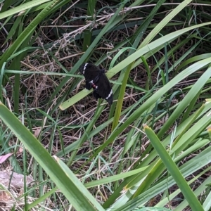 Papilio aegeus at Belconnen, ACT - 30 Oct 2023