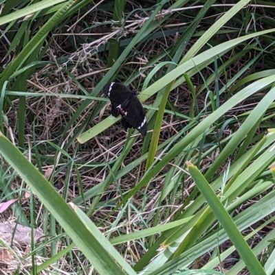 Papilio aegeus (Orchard Swallowtail, Large Citrus Butterfly) at Emu Creek - 30 Oct 2023 by rbannister