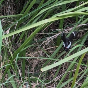 Papilio aegeus at Belconnen, ACT - 30 Oct 2023