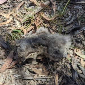 Petaurus notatus at Bruce, ACT - 26 Oct 2023