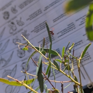 Torbia viridissima at Bruce, ACT - 26 Oct 2023 01:36 PM