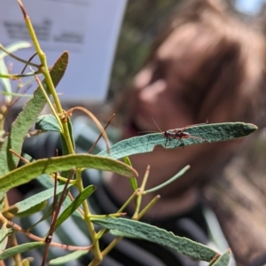 Torbia viridissima at Bruce, ACT - 26 Oct 2023 01:36 PM