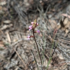 Stylidium graminifolium (Grass Triggerplant) at Bruce Ridge - 26 Oct 2023 by rbannister