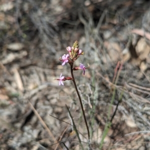 Stylidium graminifolium at Bruce, ACT - 26 Oct 2023