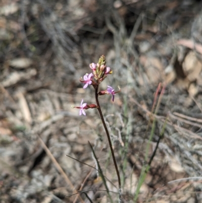 Stylidium graminifolium (Grass Triggerplant) at Bruce Ridge - 26 Oct 2023 by rbannister