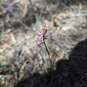 Stylidium graminifolium at Bruce, ACT - 26 Oct 2023
