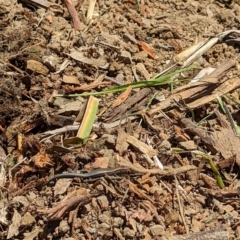 Lampropholis delicata (Delicate Skink) at Bruce Ridge to Gossan Hill - 26 Oct 2023 by rbannister