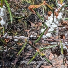 Dolichoderus scabridus (Dolly ant) at Bruce, ACT - 26 Oct 2023 by rbannister