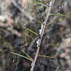 Dolichoderus scabridus at Bruce, ACT - 26 Oct 2023