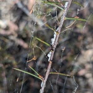 Dolichoderus scabridus at Bruce, ACT - 26 Oct 2023