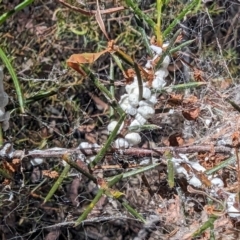 Dolichoderus scabridus at Bruce, ACT - 26 Oct 2023