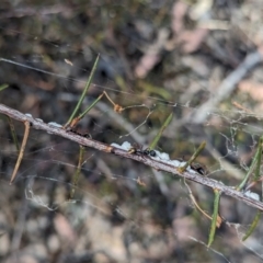 Dolichoderus scabridus at Bruce, ACT - 26 Oct 2023 02:23 PM