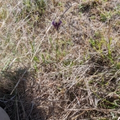 Linaria pelisseriana (Pelisser's Toadflax) at Tuggeranong Hill - 25 Oct 2023 by rbannister