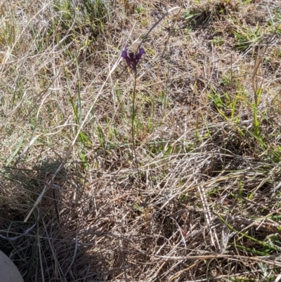 Linaria pelisseriana (Pelisser's Toadflax) at Theodore, ACT - 25 Oct 2023 by rbannister