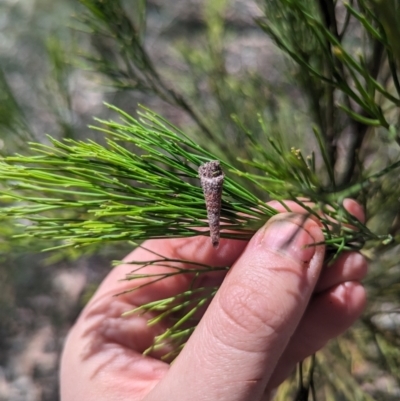 Lepidoscia (genus) IMMATURE (Unidentified Cone Case Moth larva, pupa, or case) at Bruce Ridge to Gossan Hill - 26 Oct 2023 by rbannister