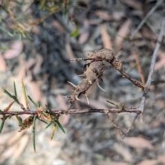 Unidentified Fungal galls at Bruce, ACT - 26 Oct 2023 by rbannister