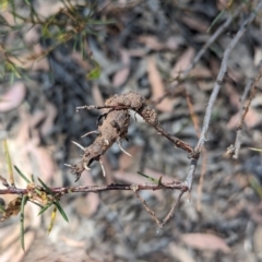 Uromycladium (genus) at Bruce, ACT - 26 Oct 2023 02:22 PM