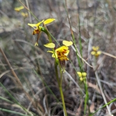 Diuris sulphurea (Tiger Orchid) at Bruce, ACT - 26 Oct 2023 by rbannister