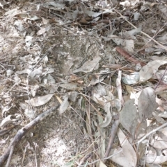 Turnix varius at Wirlinga, NSW - 30 Oct 2023 03:36 PM