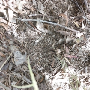 Turnix varius at Wirlinga, NSW - 30 Oct 2023 03:36 PM