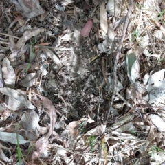 Turnix varius at Wirlinga, NSW - 30 Oct 2023 03:36 PM