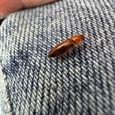 Elateridae sp. (family) (Unidentified click beetle) at Kangaroo Valley, NSW - 30 Oct 2023 by lbradley