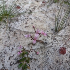 Stylidium ornatum at Tyagarah, NSW - 28 Sep 2020 by Sanpete