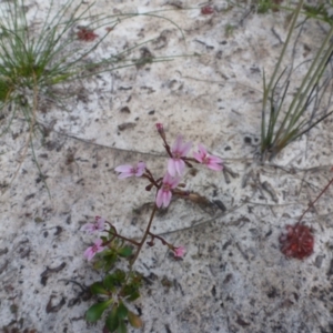 Stylidium ornatum at Tyagarah, NSW - 28 Sep 2020