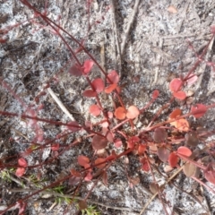 Unidentified Plant at Brunswick Heads, NSW - 10 Oct 2020 by Sanpete