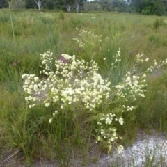Melaleuca nodosa (Prickly-leaved Paperbark) at Brunswick Heads, NSW - 28 Sep 2020 by Sanpete