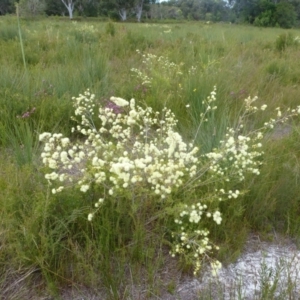 Melaleuca nodosa at Brunswick Heads, NSW - 28 Sep 2020