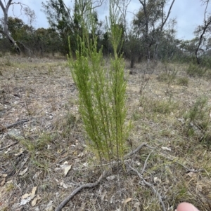 Cassinia sifton at Bruce, ACT - 30 Oct 2023