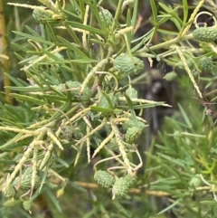 Grevillea (genus) (Grevillea) at Bruce, ACT - 30 Oct 2023 by JVR