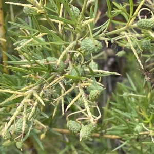 Grevillea sp. at Bruce, ACT - 30 Oct 2023