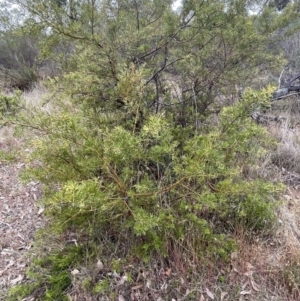 Grevillea sp. at Bruce, ACT - 30 Oct 2023 03:31 PM