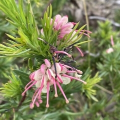 Grevillea rosmarinifolia subsp. rosmarinifolia (Rosemary Grevillea) at Bruce, ACT - 30 Oct 2023 by JVR