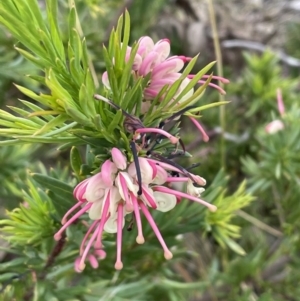 Grevillea rosmarinifolia subsp. rosmarinifolia at Bruce, ACT - 30 Oct 2023 03:29 PM