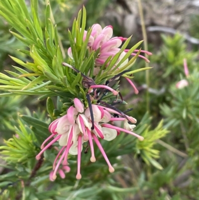 Grevillea rosmarinifolia subsp. rosmarinifolia (Rosemary Grevillea) at Bruce, ACT - 30 Oct 2023 by JVR