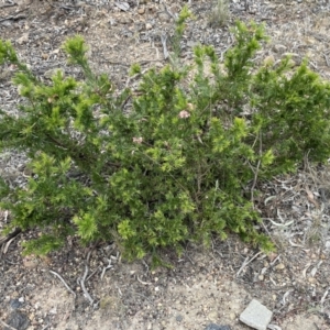 Grevillea rosmarinifolia subsp. rosmarinifolia at Bruce, ACT - 30 Oct 2023
