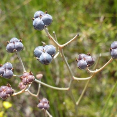 Unidentified Plant at Brunswick Heads, NSW - 10 Oct 2020 by Sanpete