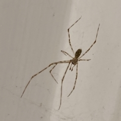 Holocnemus pluchei (Marbled Cellar Spider) at Aranda, ACT - 30 Oct 2023 by Jubeyjubes