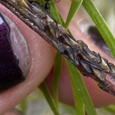 Unverified Insect at Aranda, ACT - 30 Oct 2023 by Jubeyjubes