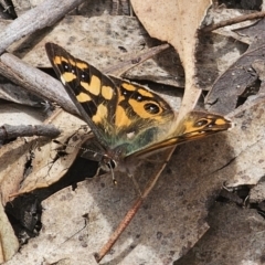 Argynnina cyrila (Forest brown, Cyril's brown) at Captains Flat, NSW - 30 Oct 2023 by Csteele4