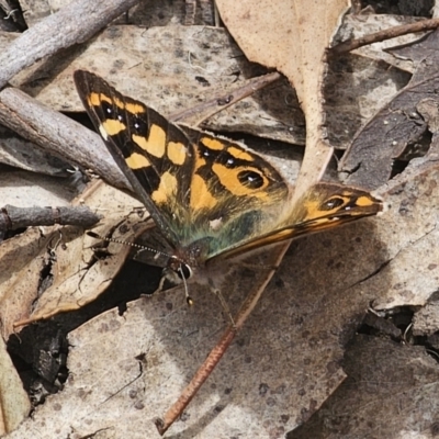 Argynnina cyrila (Forest brown, Cyril's brown) at Captains Flat, NSW - 30 Oct 2023 by Csteele4