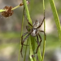 Backobourkia heroine (Heroic Orb-weaver) at Aranda, ACT - 30 Oct 2023 by Jubeyjubes