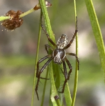 Backobourkia heroine (Heroic Orb-weaver) at Aranda, ACT - 30 Oct 2023 by Jubeyjubes