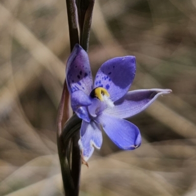 Thelymitra x truncata (Truncate Sun Orchid) at QPRC LGA - 30 Oct 2023 by Csteele4