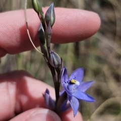 Thelymitra x truncata at Captains Flat, NSW - 30 Oct 2023